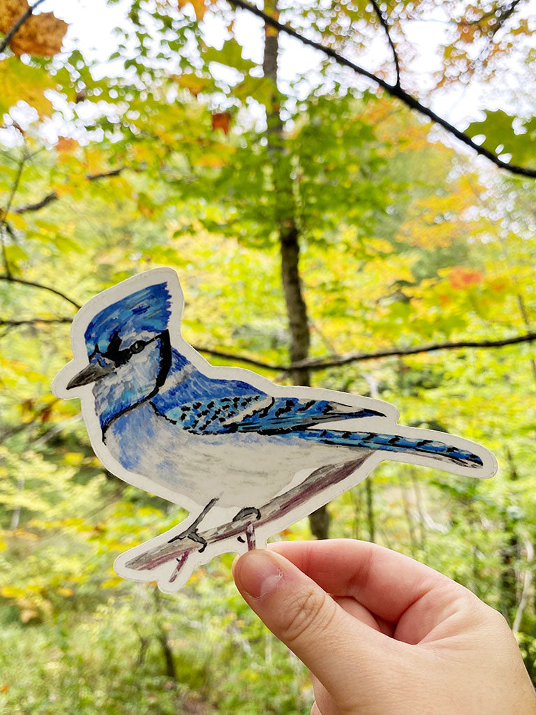 Blue Jay Sticker