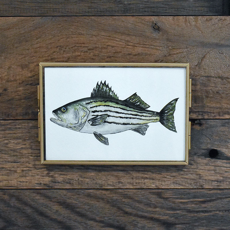 Striped Bass 4x6 Watercolor Print