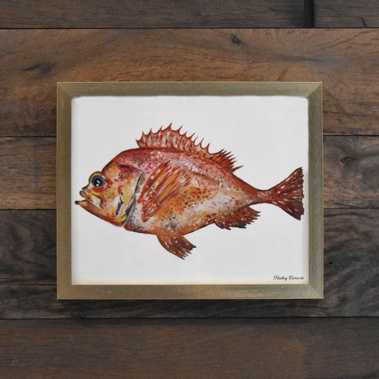 Acadian Redfish 8x10 Watercolor Print