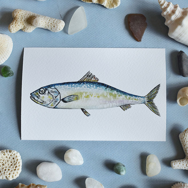 Atlantic Herring 4x6 Watercolor Print