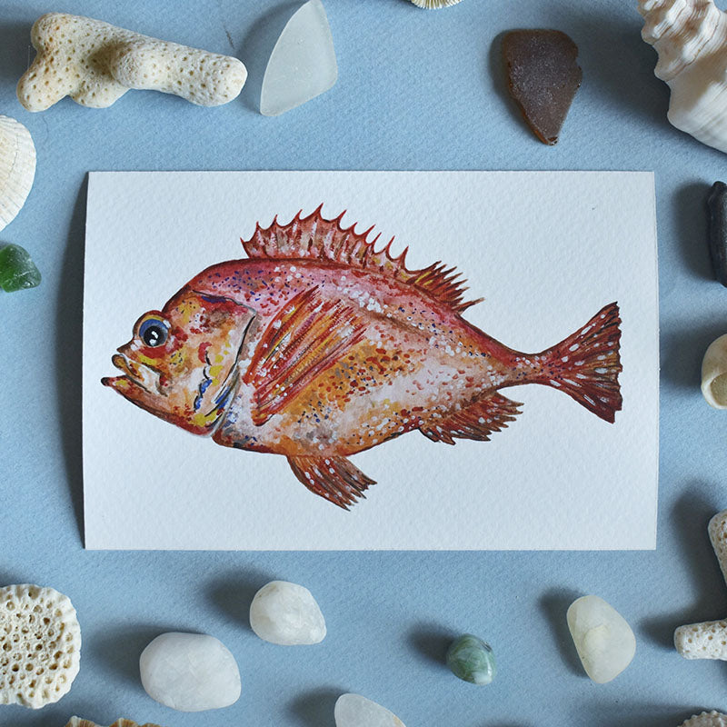 Acadian Redfish 4x6 Watercolor Print