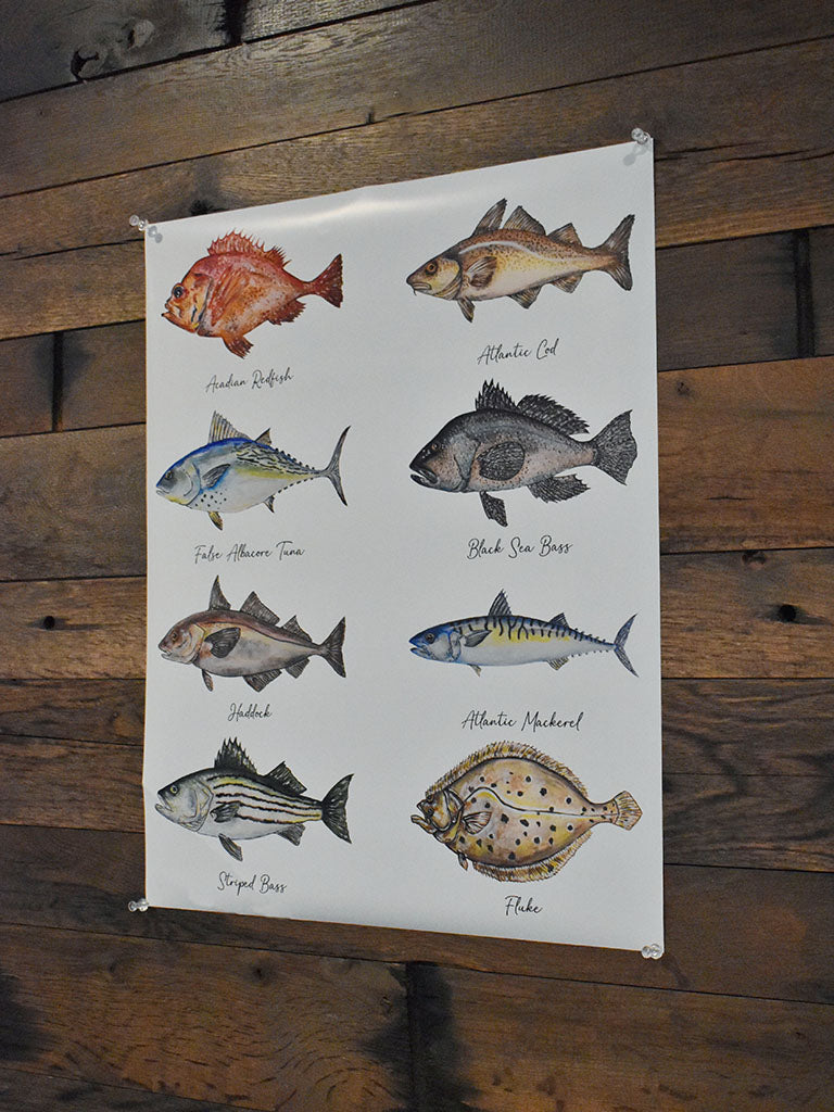 New England Saltwater Fish Poster