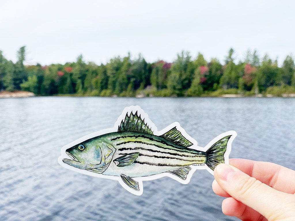 Striped Bass Sticker