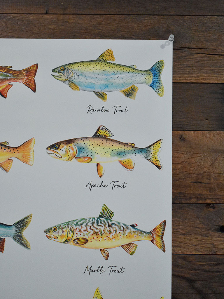 North American Trout Poster