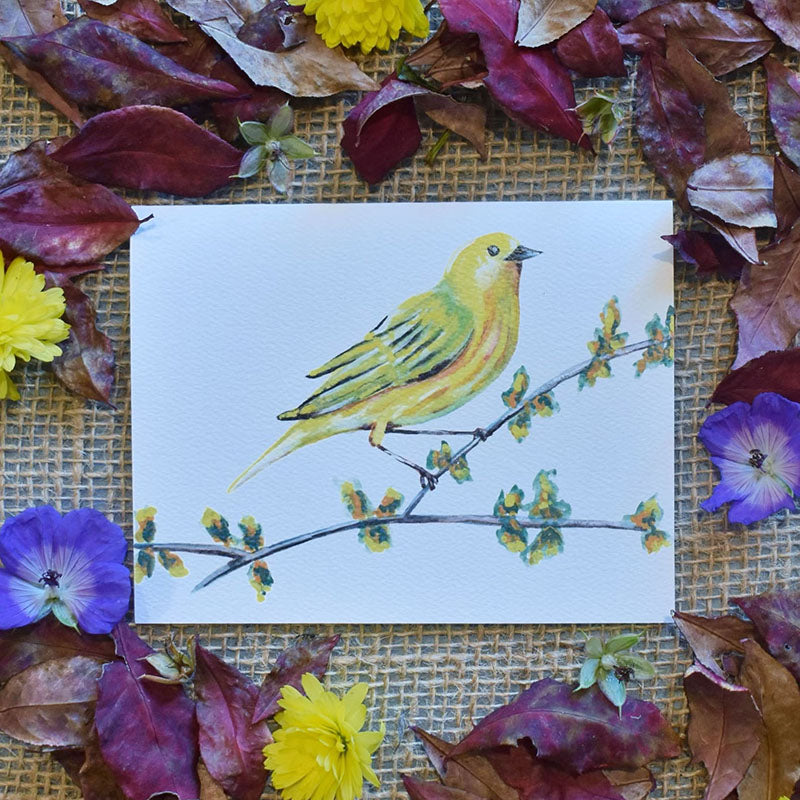 Yellow Warbler Greeting Cards