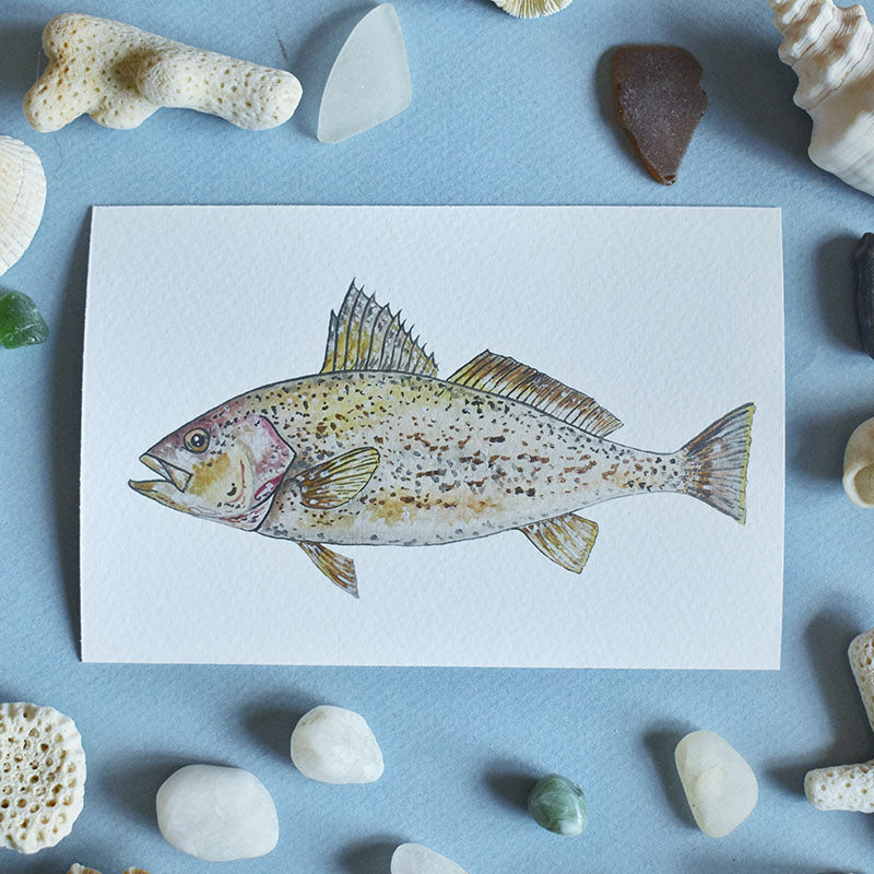 Weakfish 4x6 Watercolor Print