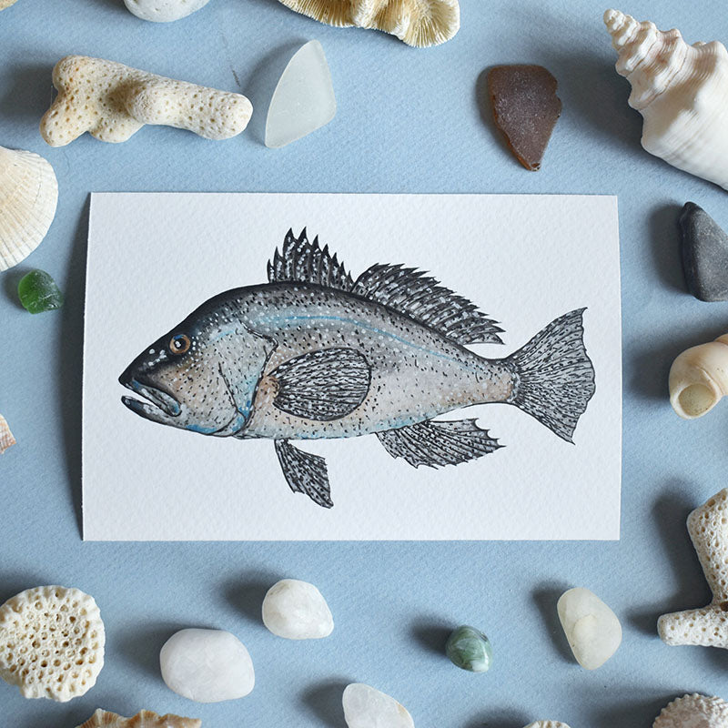 Black Sea Bass 4x6 Watercolor Print