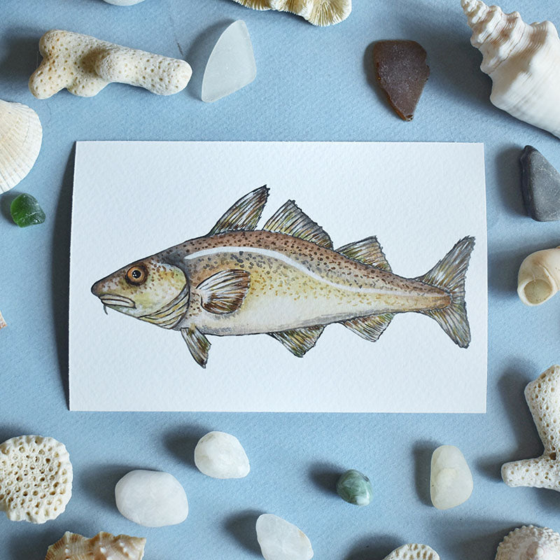 Atlantic Cod 4x6 Watercolor Print