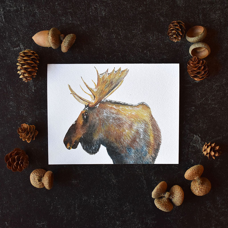 Moose Greeting Cards