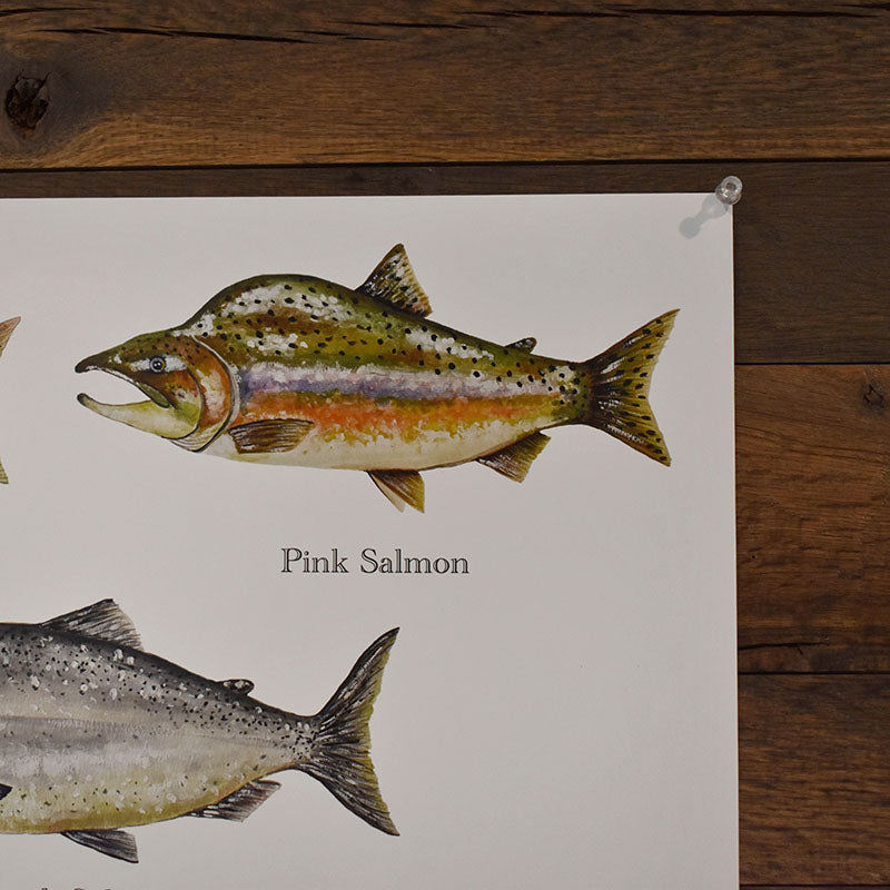 Salmon Poster