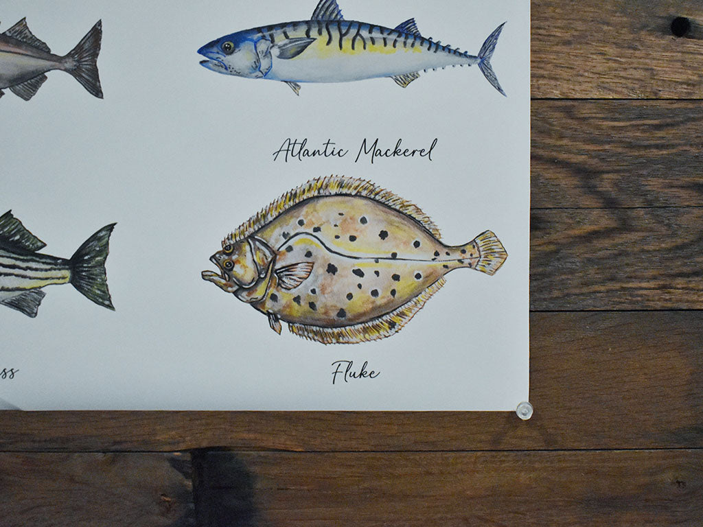 New England Saltwater Fish Poster