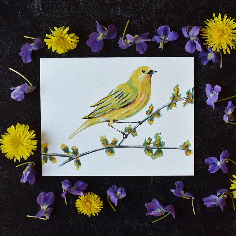 Yellow Warbler Greeting Cards