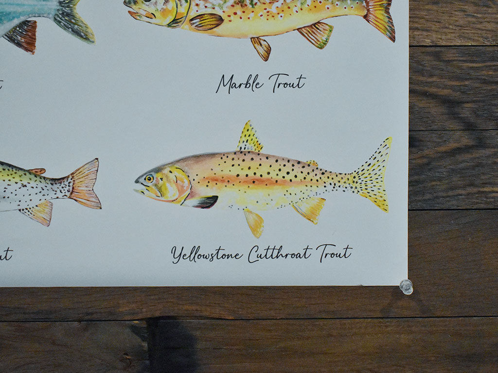 North American Trout Poster