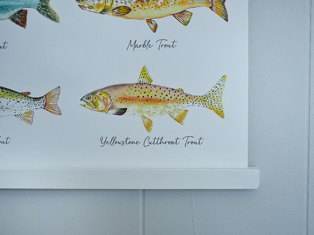 North American Trout Canvas Print