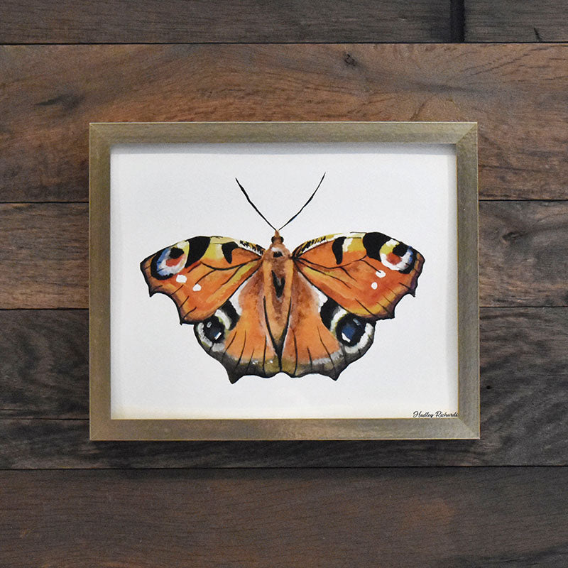 Peacock Butterfly 8x10 Watercolor Print