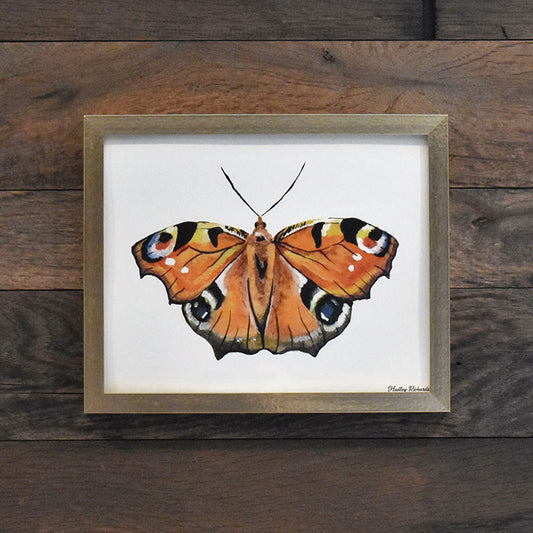 Peacock Butterfly 8x10 Watercolor Print