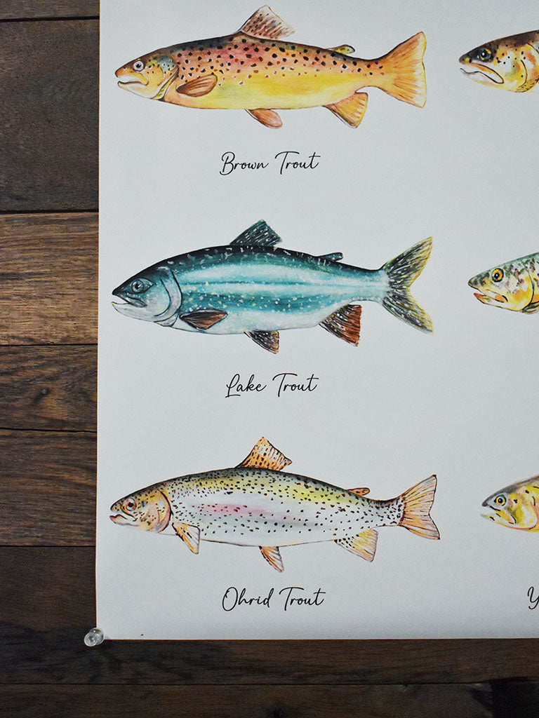 North American Trout Poster