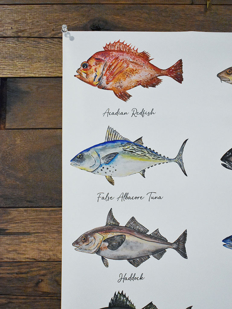 New England Saltwater Fish Poster