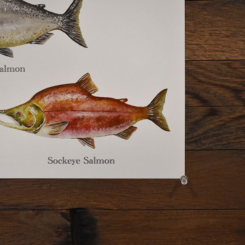 Salmon Poster