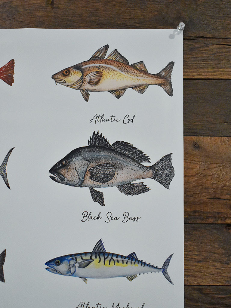 New England Saltwater Fish Poster