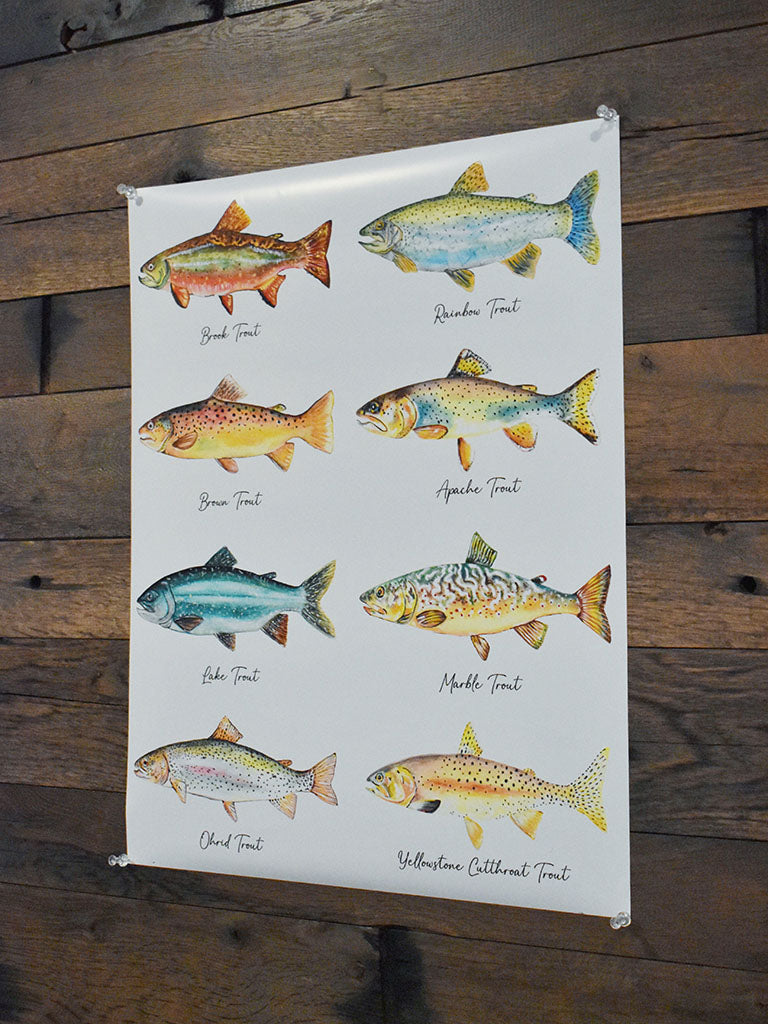 North American Trout Poster