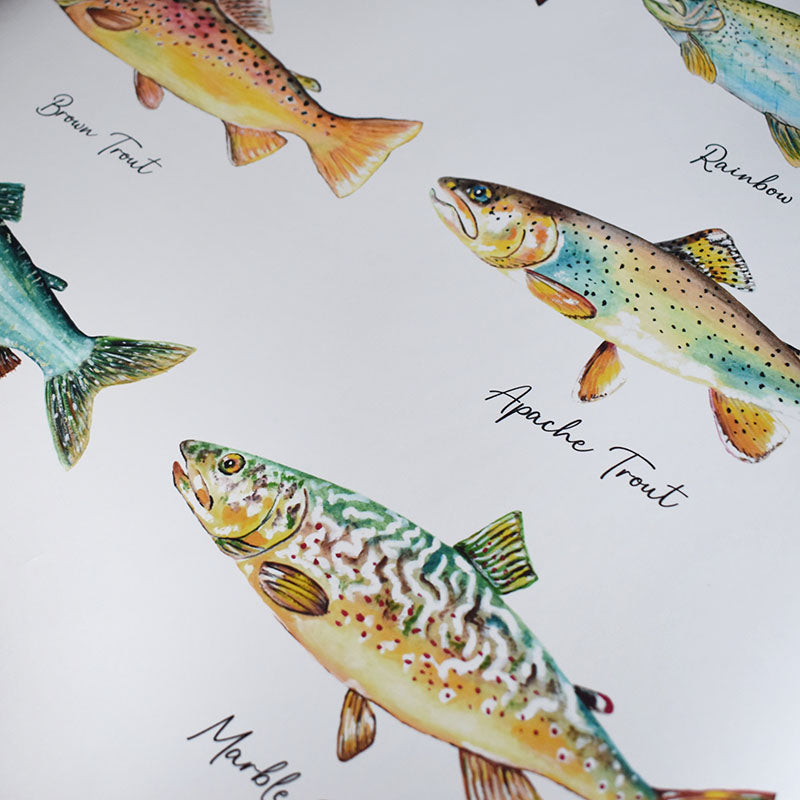 North American Trout Poster